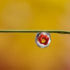 Rote Tulpe im Wassertropfen