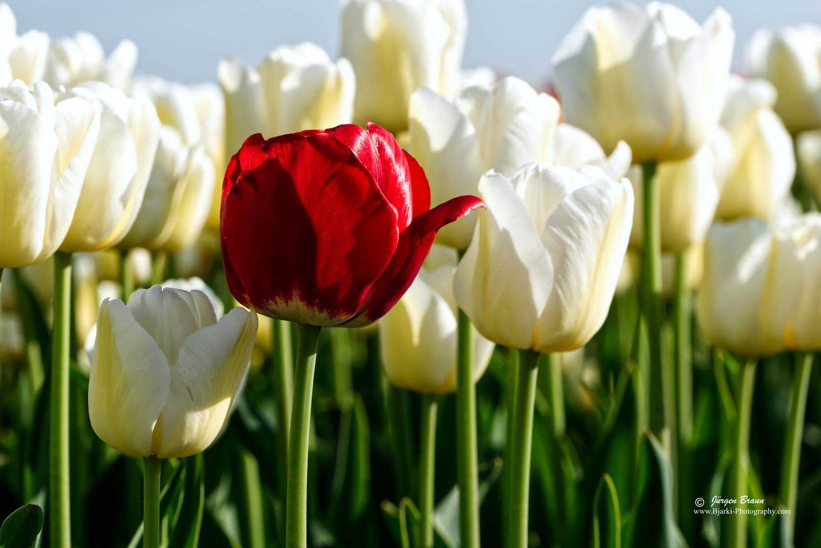 Rote Tulpe im weißen Tulpenfeld