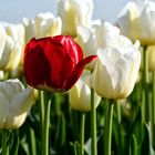 Rote Tulpe im weißen Tulpenfeld