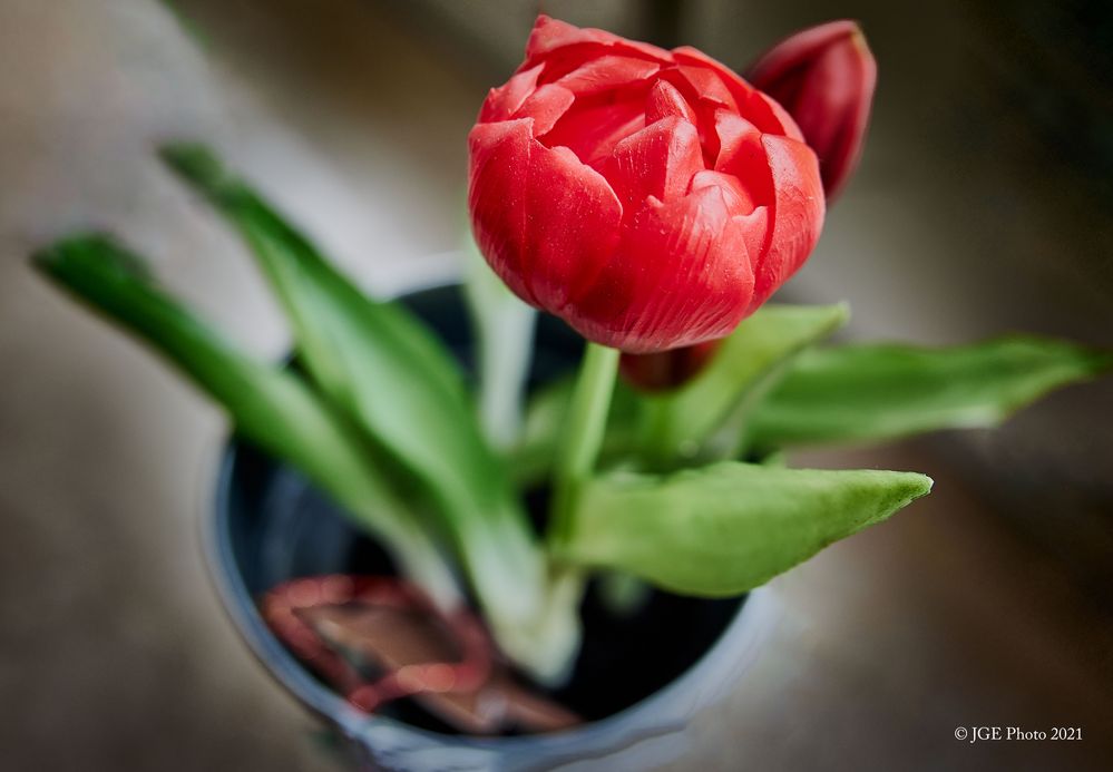 Rote Tulpe im Wohnzimmer