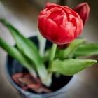 Rote Tulpe im Wohnzimmer