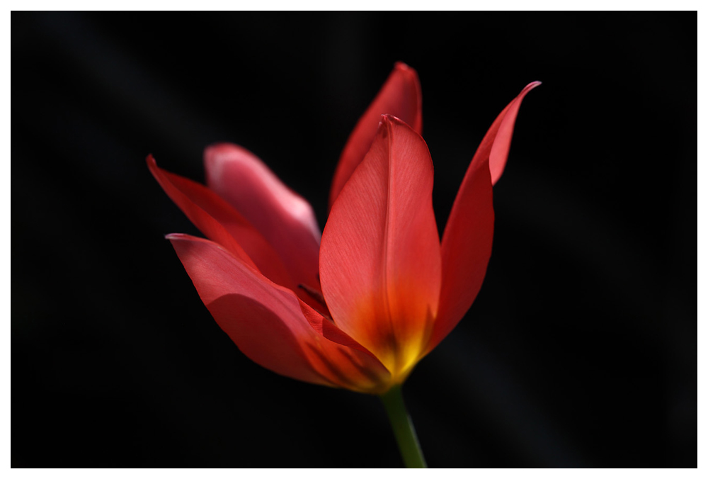 Rote Tulpe in der Abendsonne