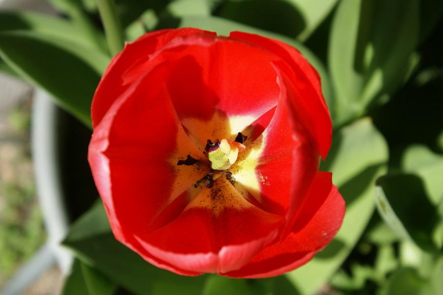 rote Tulpe in der Mittagssonne