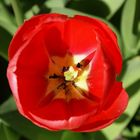 rote Tulpe in der Mittagssonne