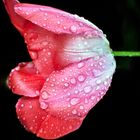 Rote Tulpe mit Regentropfen