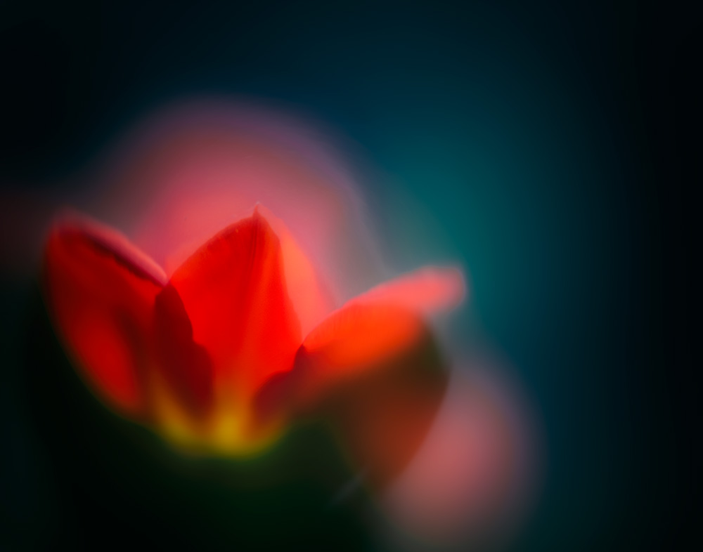 rote tulpe mit rosaner aura für euch