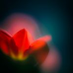 rote tulpe mit rosaner aura für euch