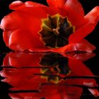 Rote Tulpe mit Spiegelung