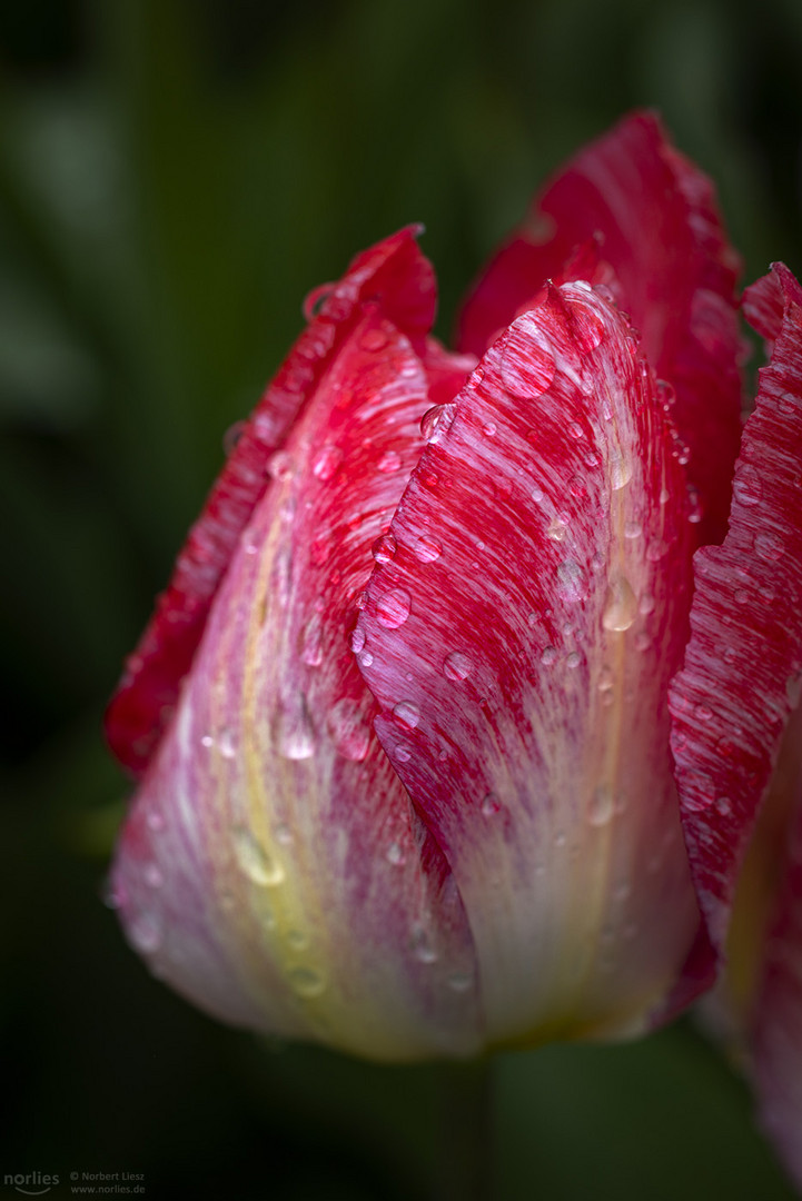 Rote Tulpe mit Tropfen