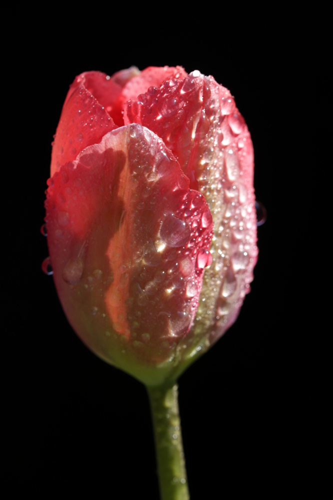 Rote Tulpe mit Wassertropfen