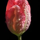 Rote Tulpe mit Wassertropfen