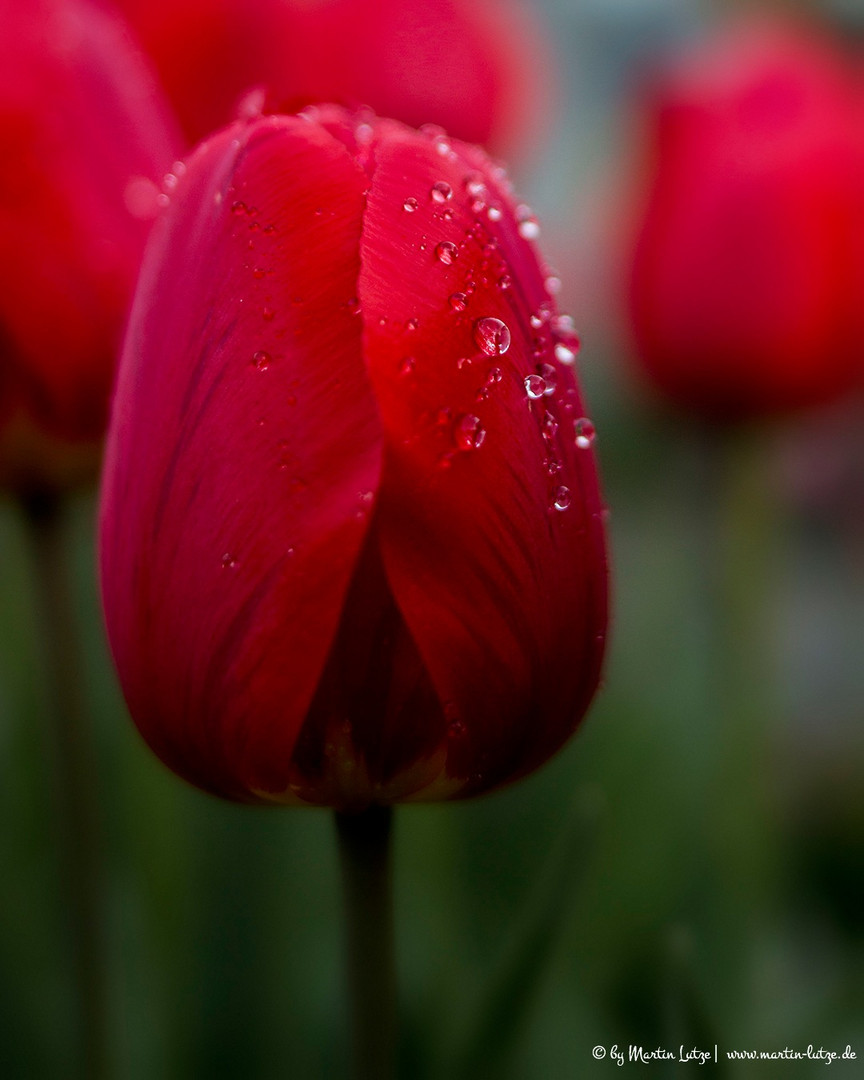 rote Tulpe mit Wassertropfen