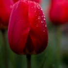 rote Tulpe mit Wassertropfen