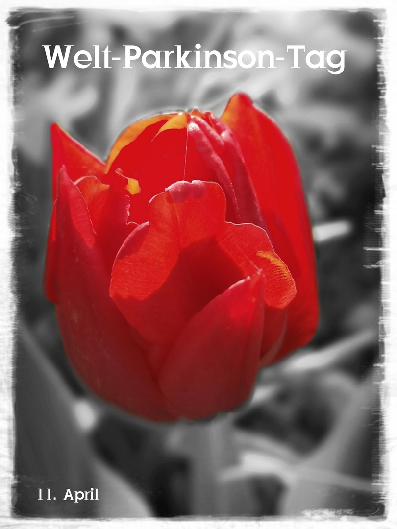 Rote Tulpe - Symbol für die Parkinson-Krankheit