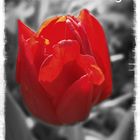 Rote Tulpe - Symbol für die Parkinson-Krankheit