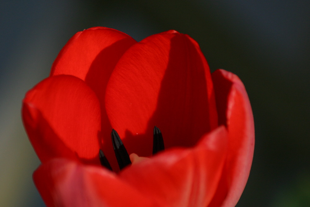 Rote Tulpe_2