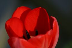 Rote Tulpe_2