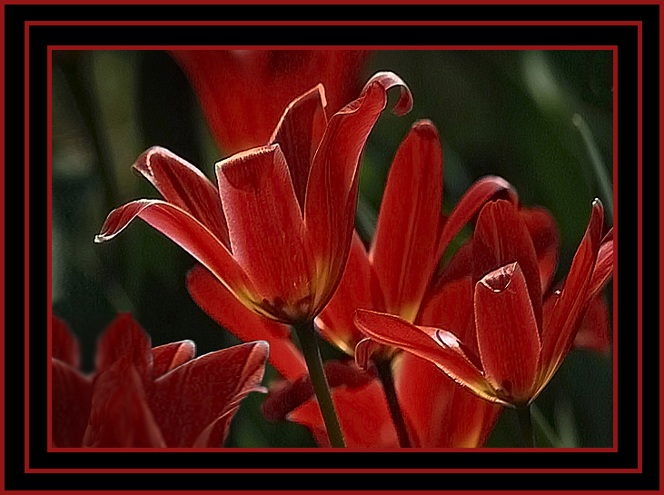 Rote Tulpen 