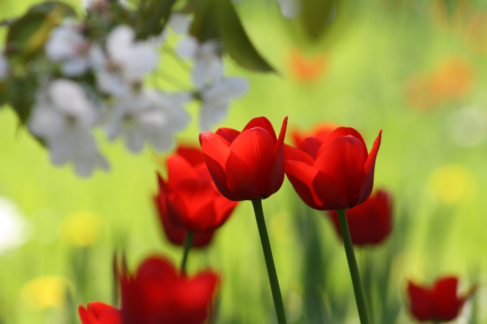 Rote Tulpen