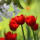 Rote Tulpen