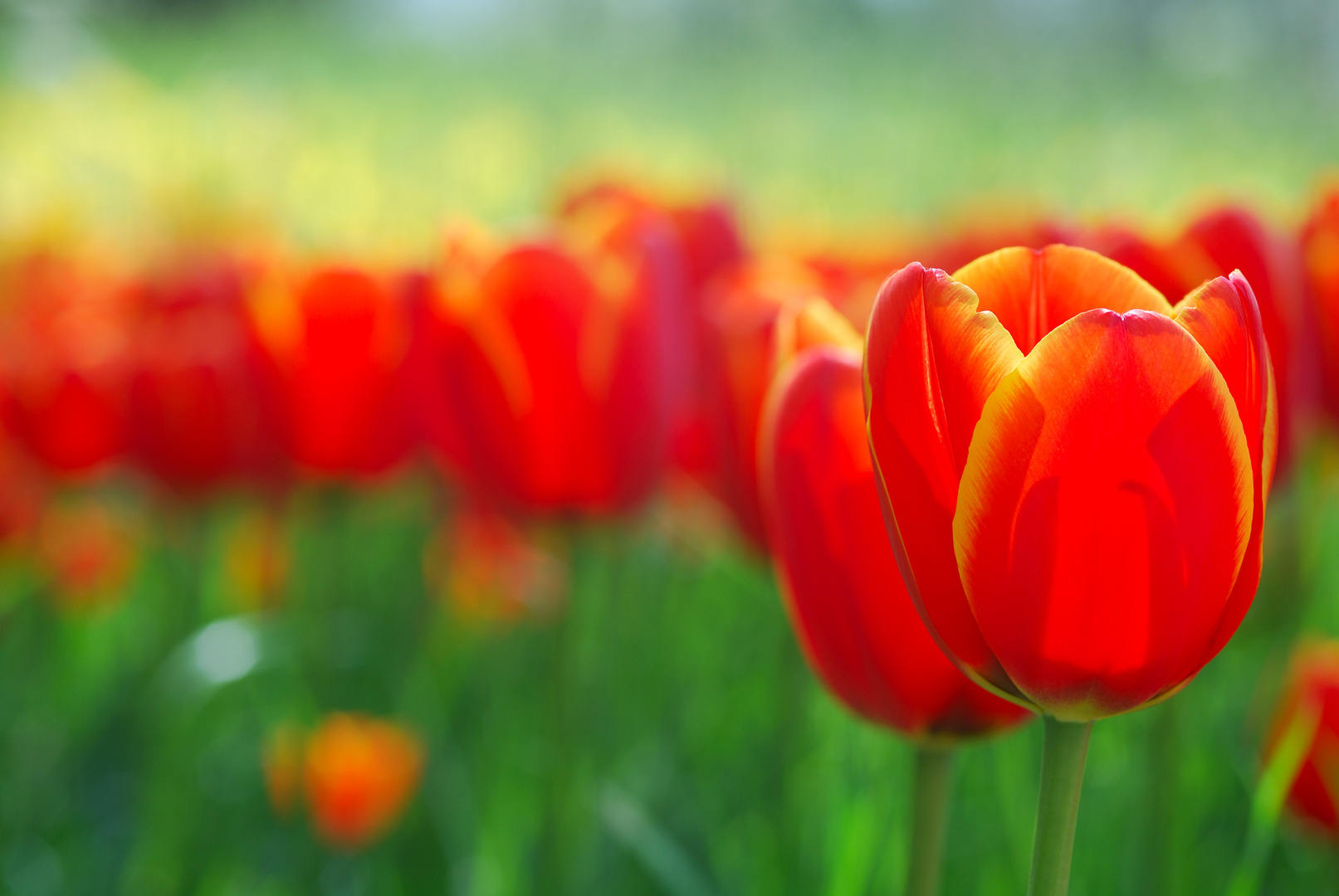 Rote Tulpen