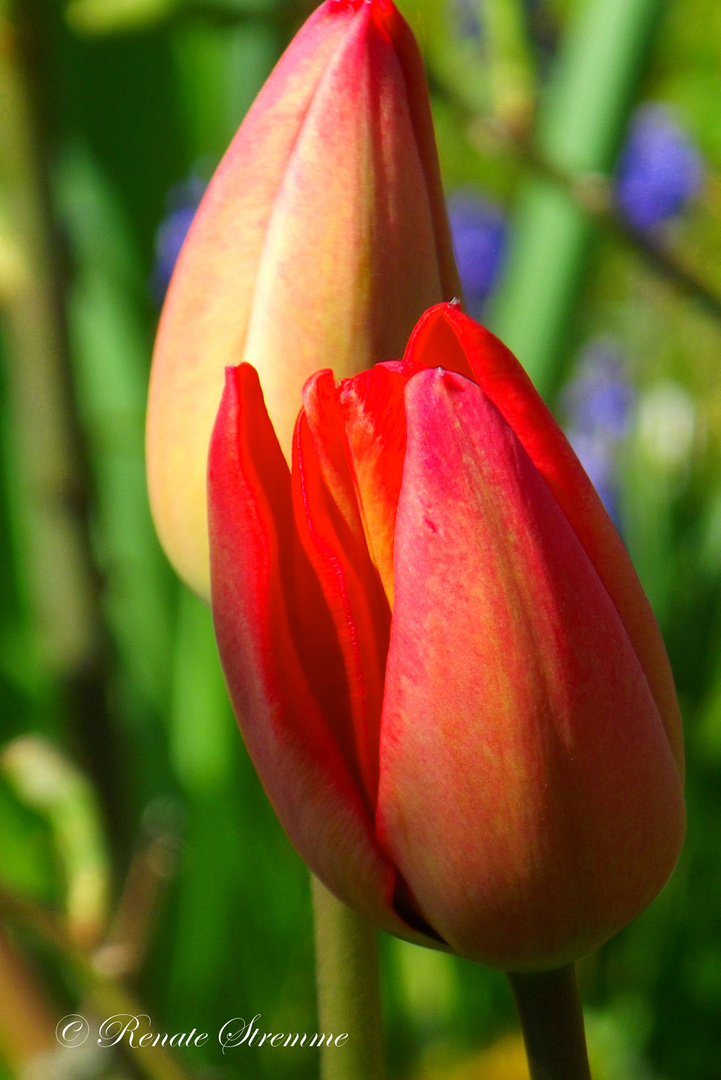 rote Tulpen