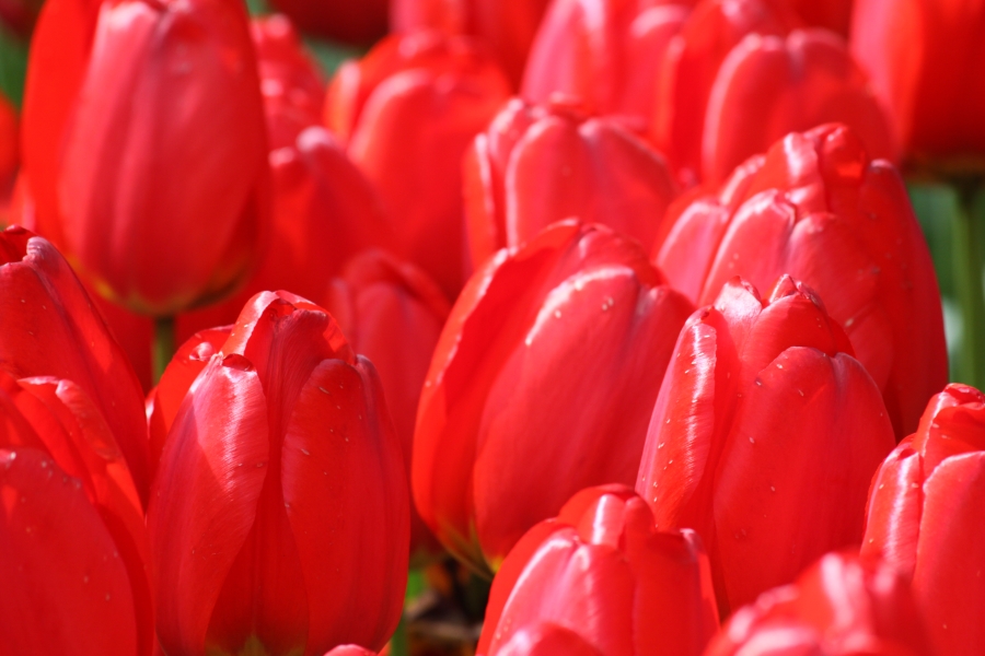 Rote Tulpen