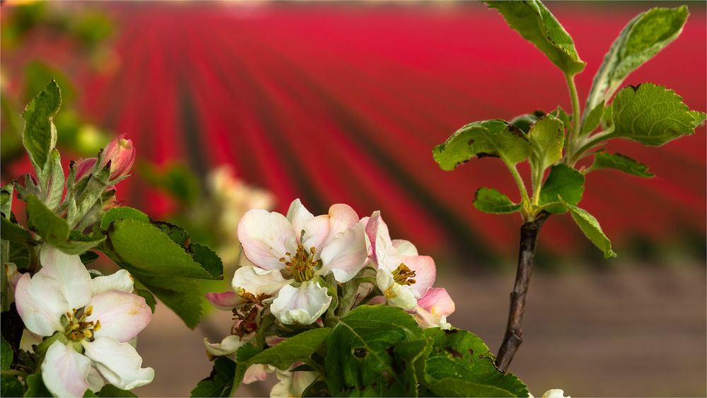 Rote Tulpen...