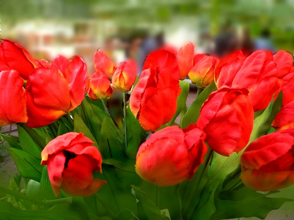 rote Tulpen