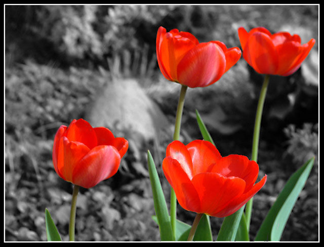 Rote Tulpen