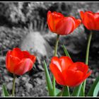 Rote Tulpen