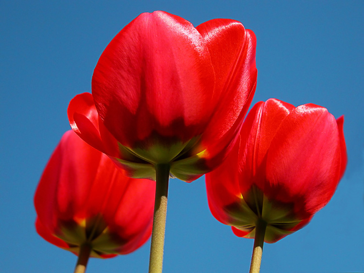 Rote Tulpen 2