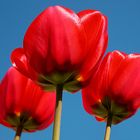 Rote Tulpen 2