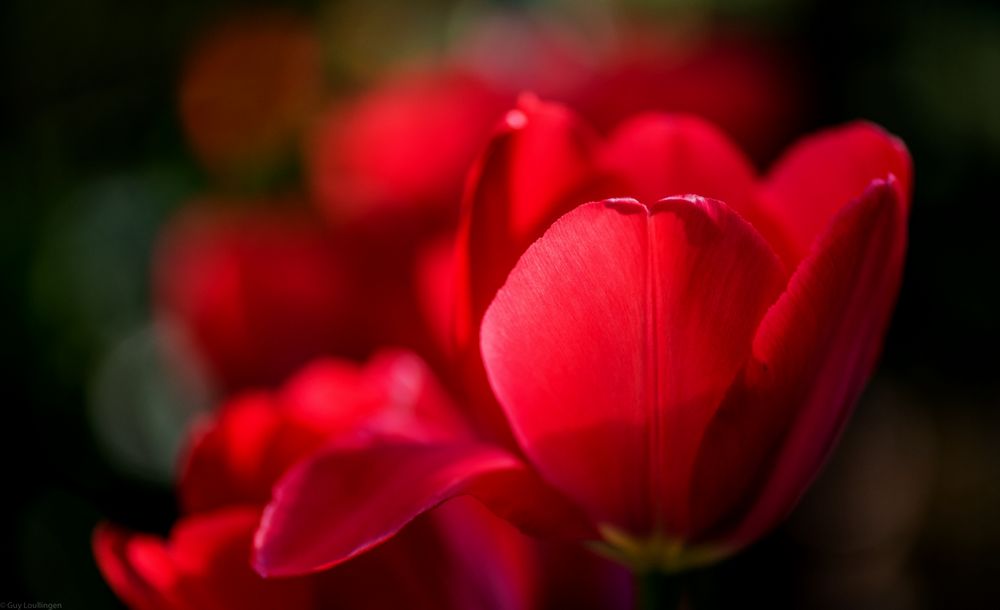 rote Tulpen _ 2