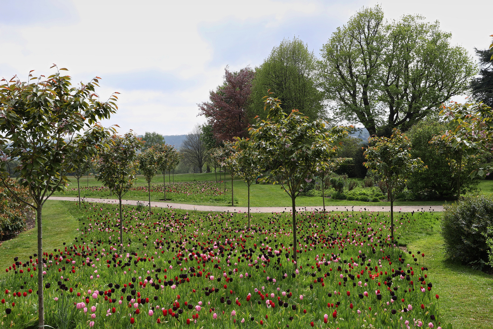 Rote Tulpen (2019_04_30_EOS 6D Mark II_1529_ji)