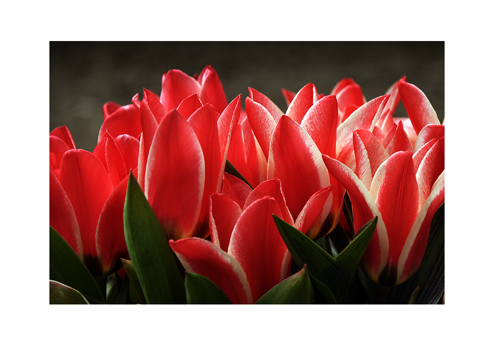 Rote Tulpen