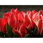 Rote Tulpen