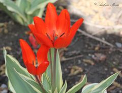 rote Tulpen