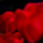 rote Tulpen _ 3