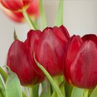 rote Tulpen