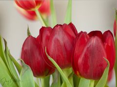 rote Tulpen