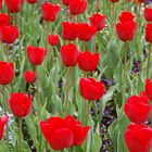 rote Tulpen