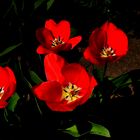 Rote Tulpen