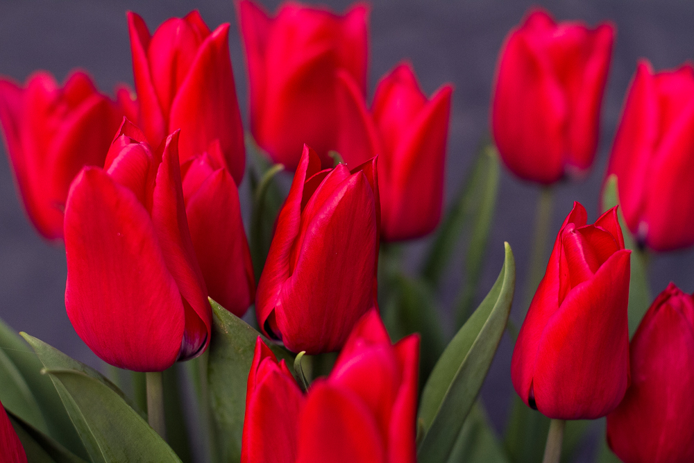 Rote Tulpen