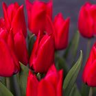 Rote Tulpen