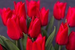 Rote Tulpen