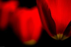 rote Tulpen _ 4