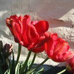 Rote Tulpen