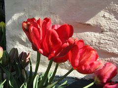 Rote Tulpen