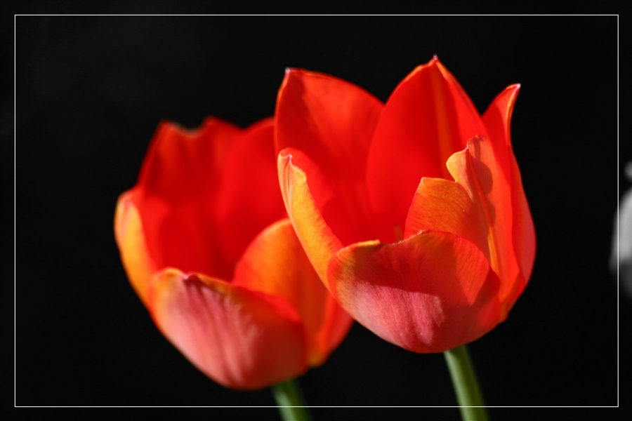 Rote Tulpen